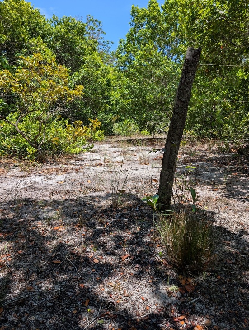 Schizaea incurvata photo 8