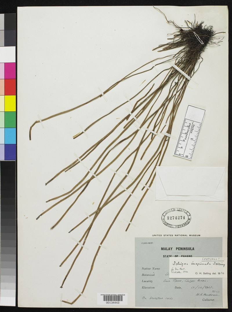 Actinostachys inopinata