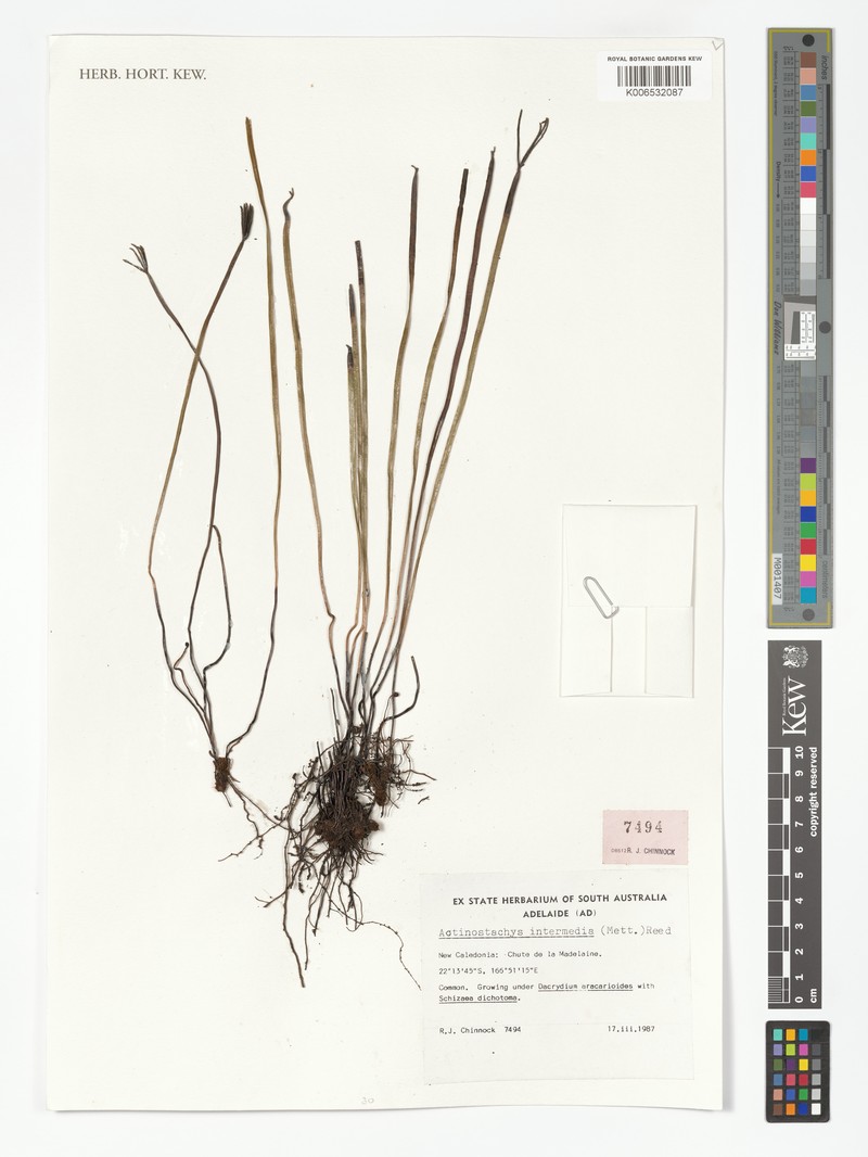 Schizaea intermedia