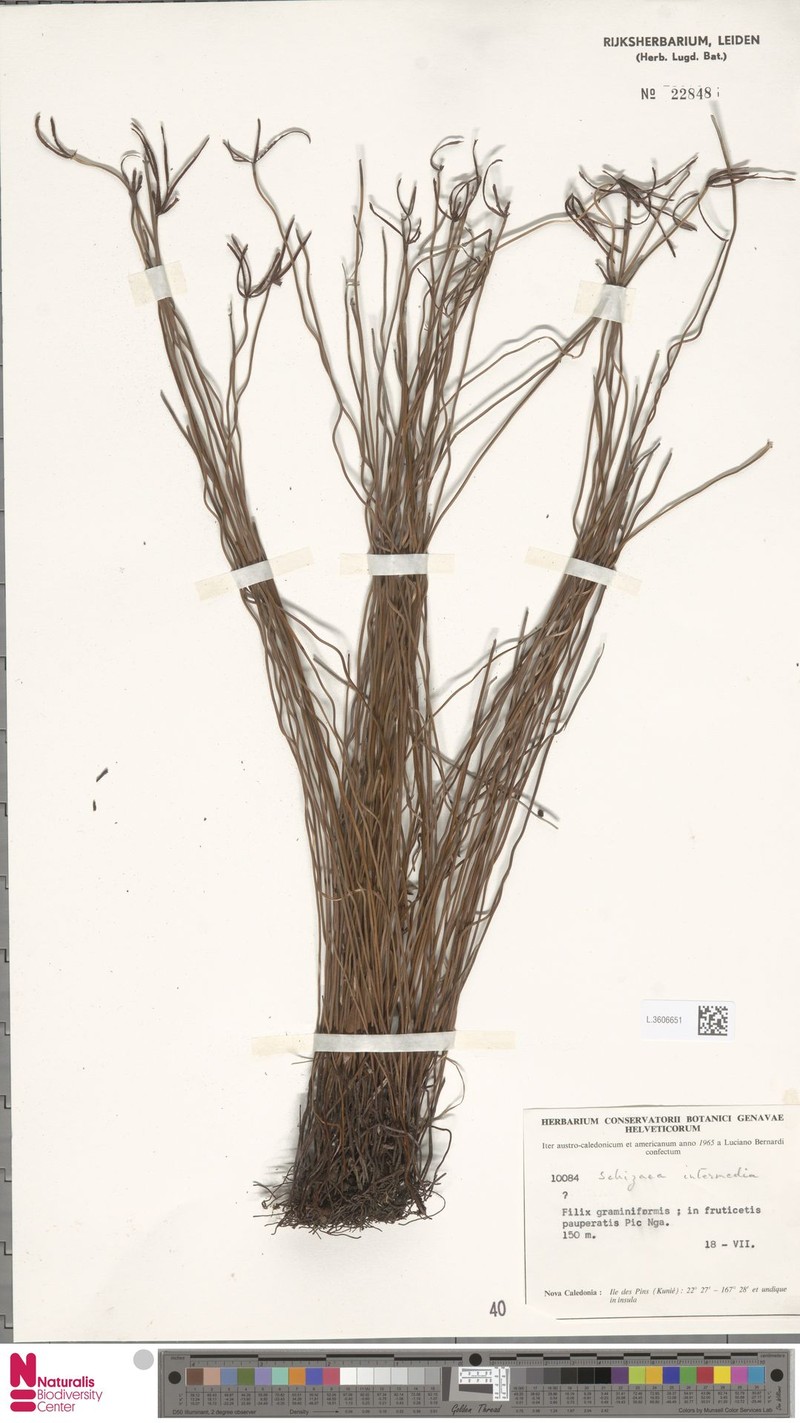 Schizaea intermedia photo 2