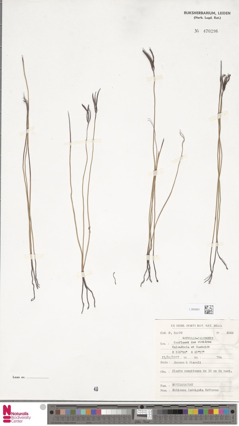 Schizaea laevigata