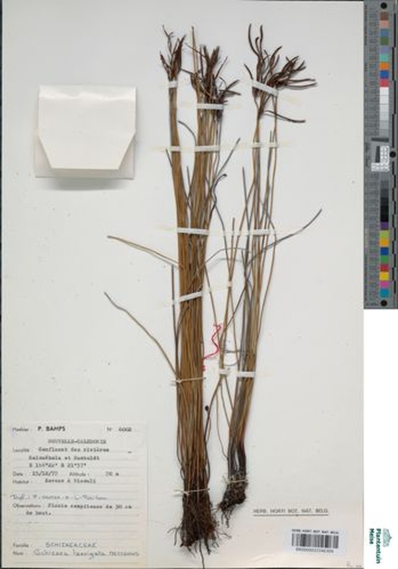 Schizaea laevigata photo 2