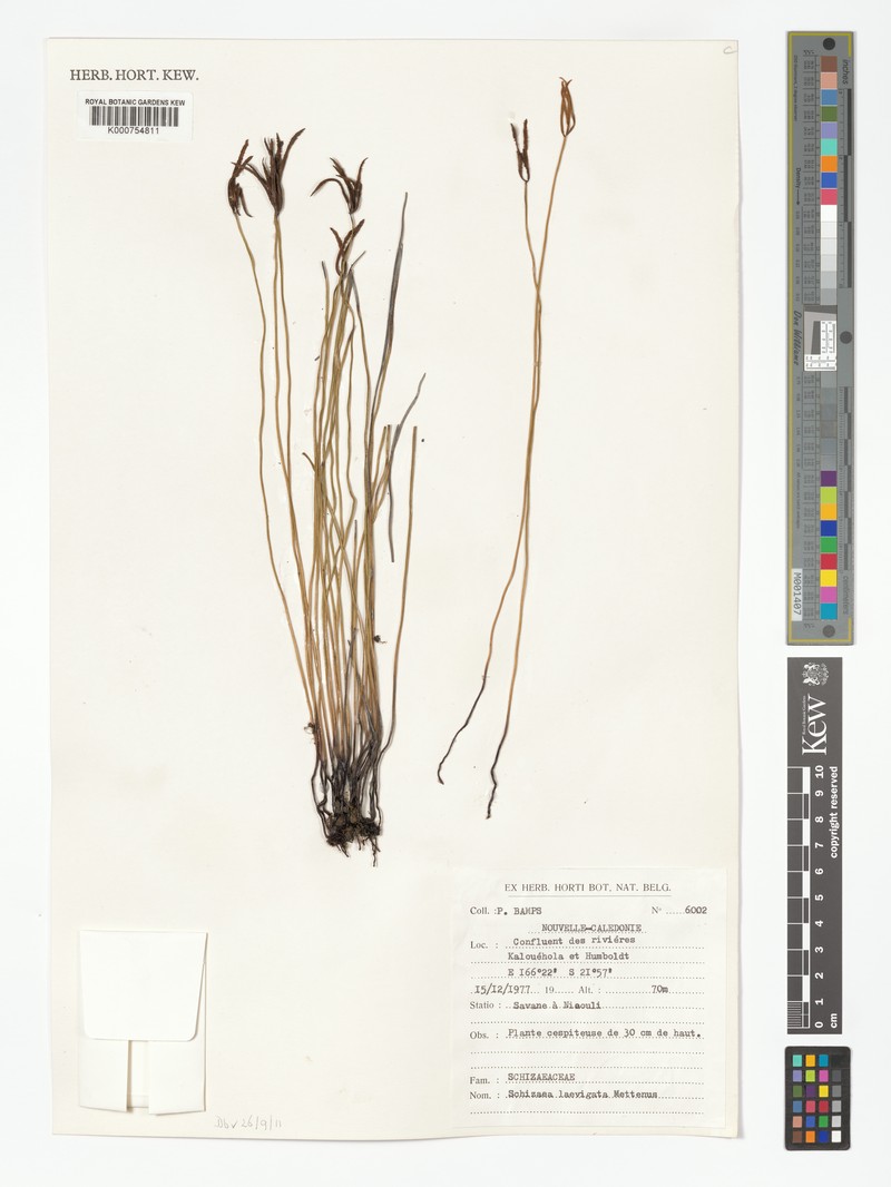 Schizaea laevigata photo 3