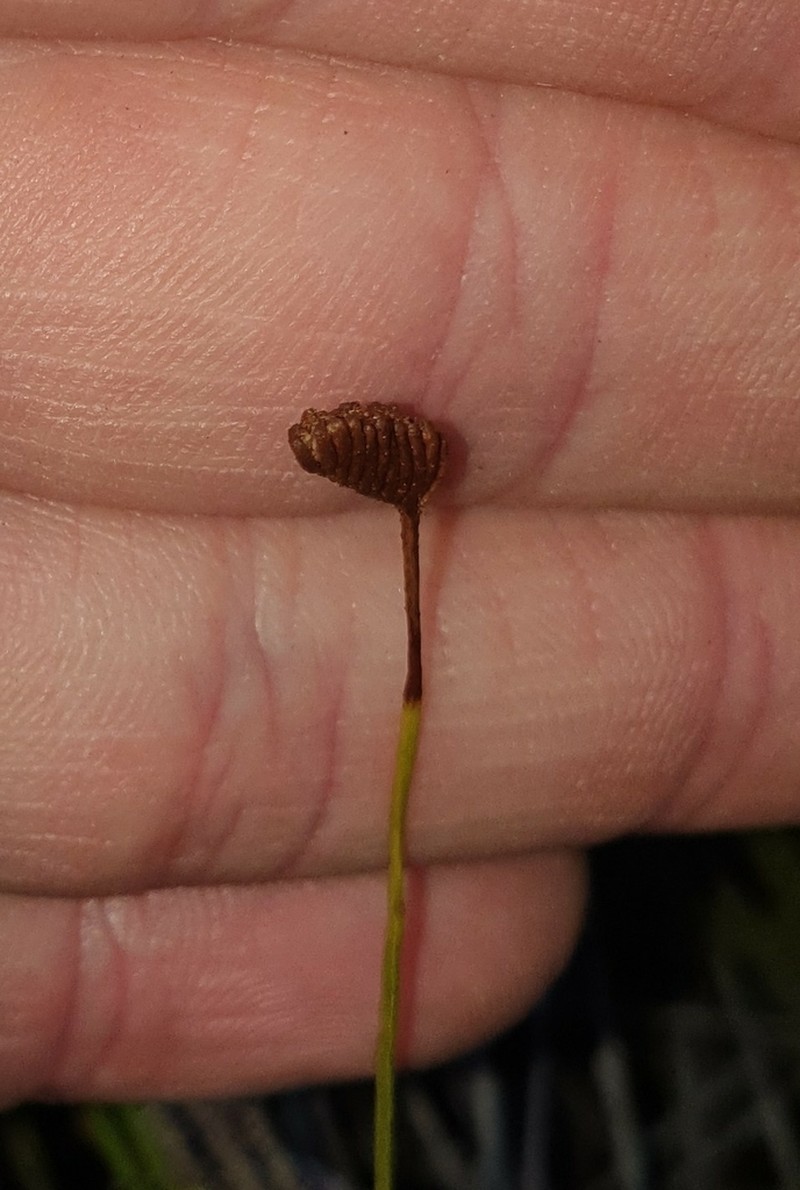 Schizaea malaccana
