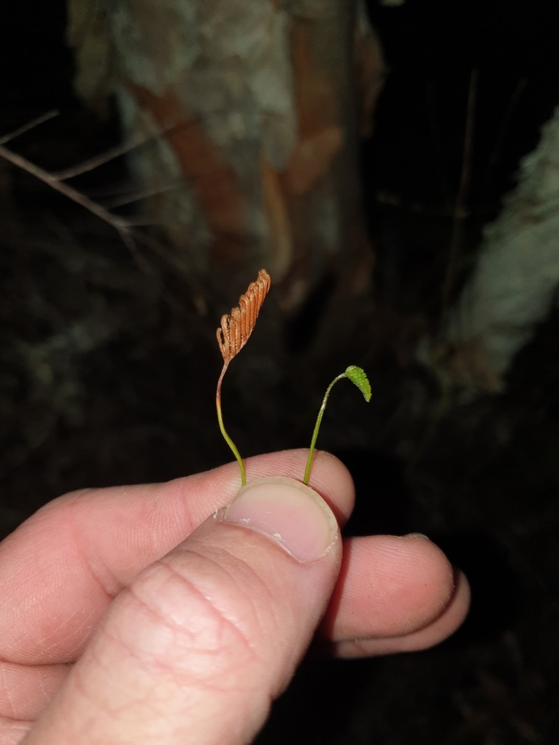 Schizaea malaccana photo 2