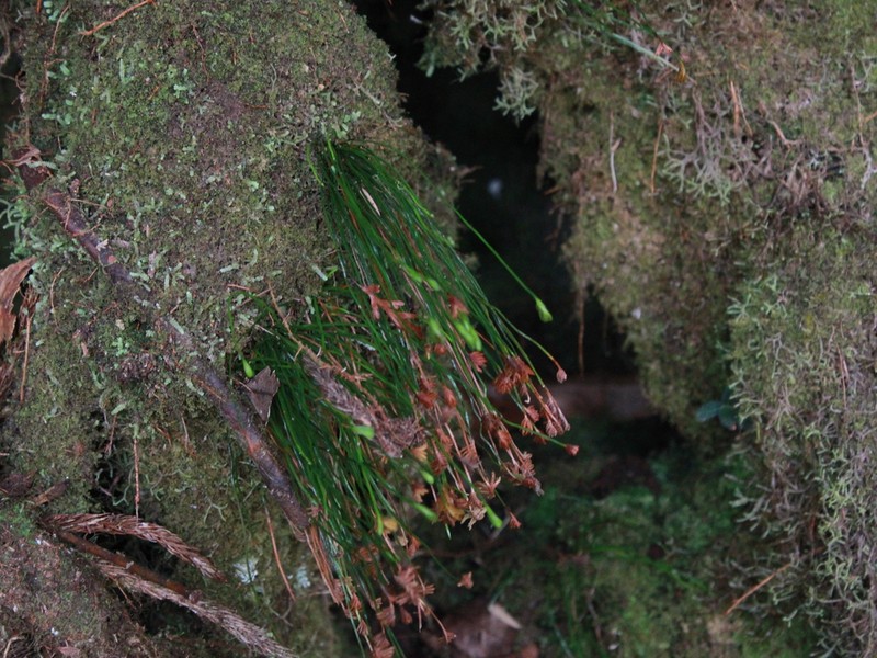 Schizaea malaccana photo 3