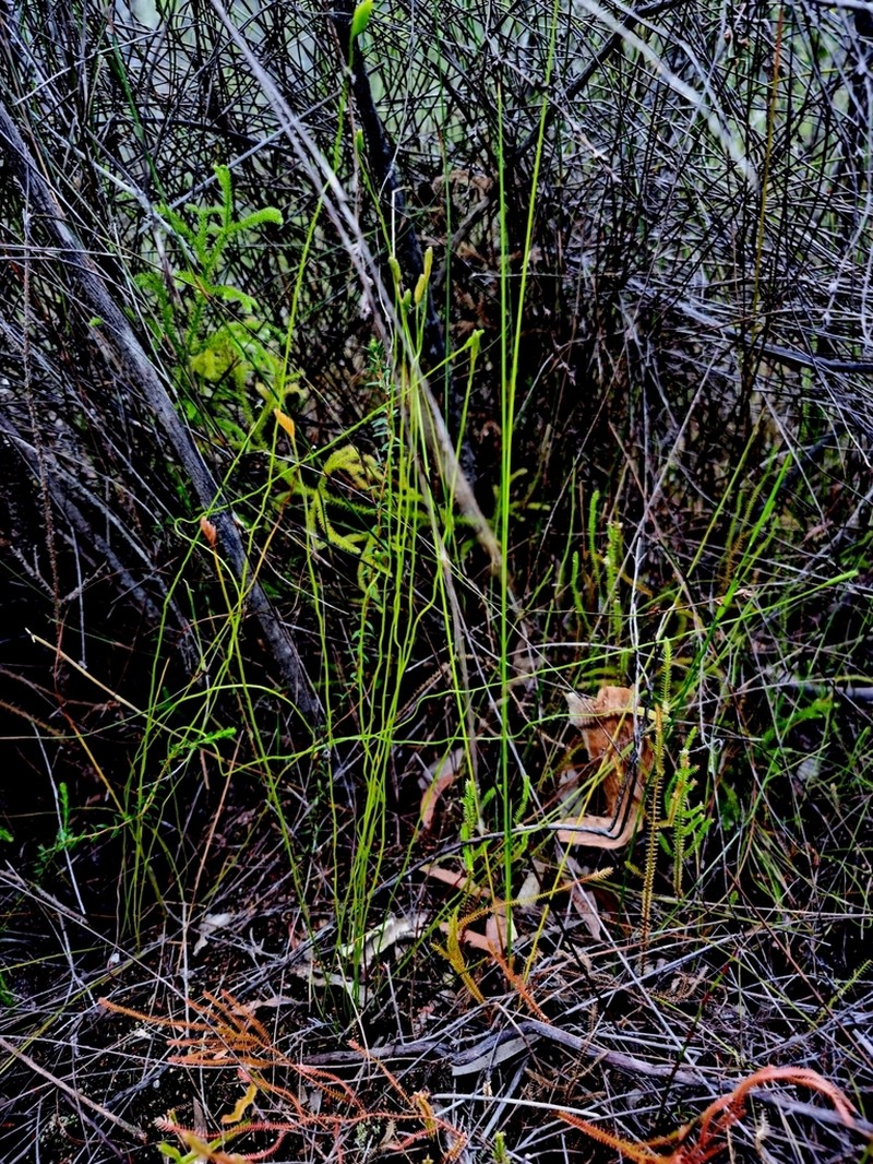 Schizaea malaccana photo 4