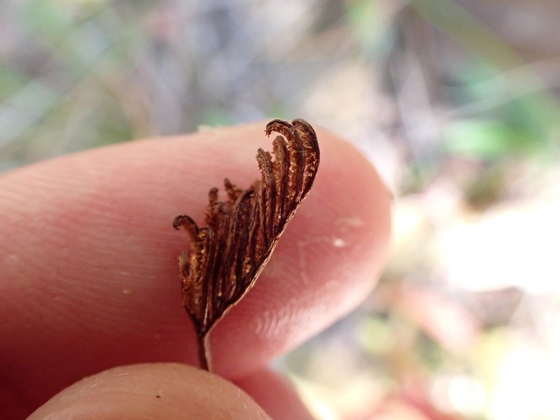 Schizaea malaccana photo 5