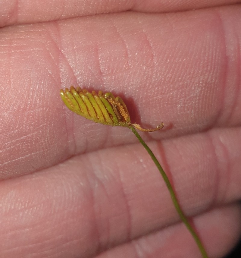 Schizaea malaccana photo 6