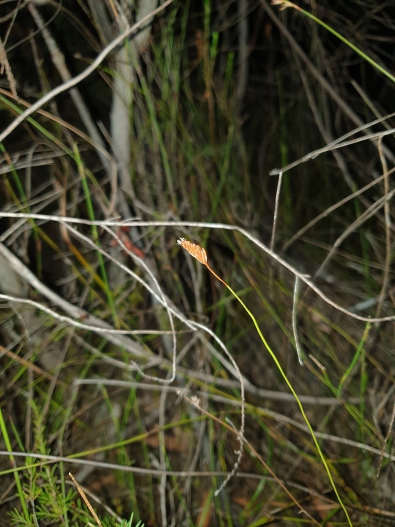 Schizaea malaccana photo 8