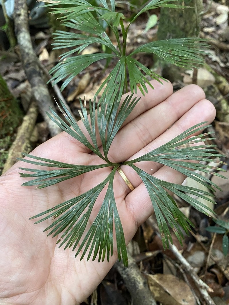 Schizaea medusa
