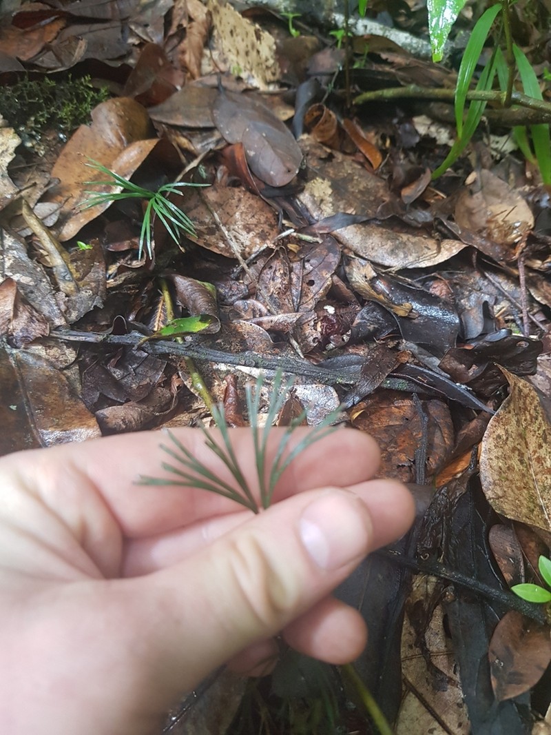 Schizaea medusa photo 3