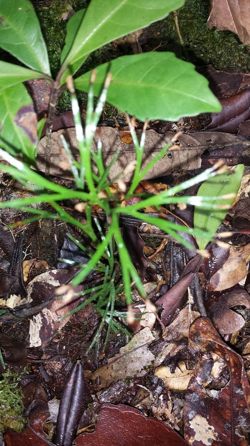 Schizaea medusa photo 4