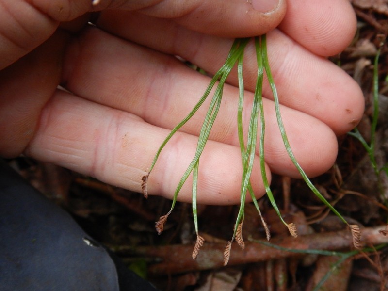 Schizaea medusa photo 5