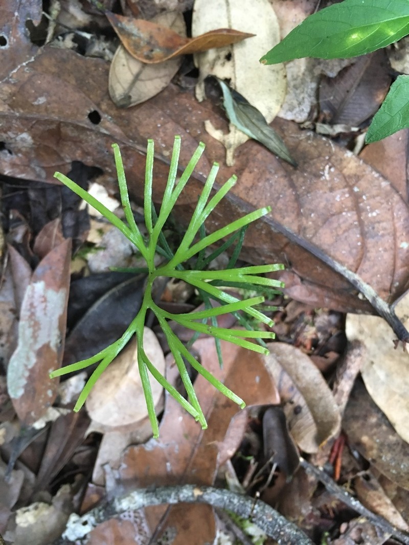 Schizaea medusa photo 6