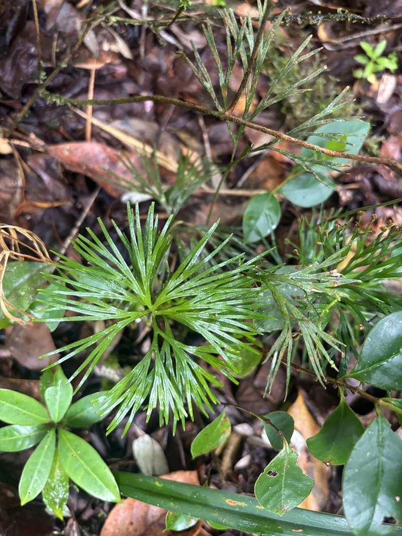 Schizaea medusa photo 7