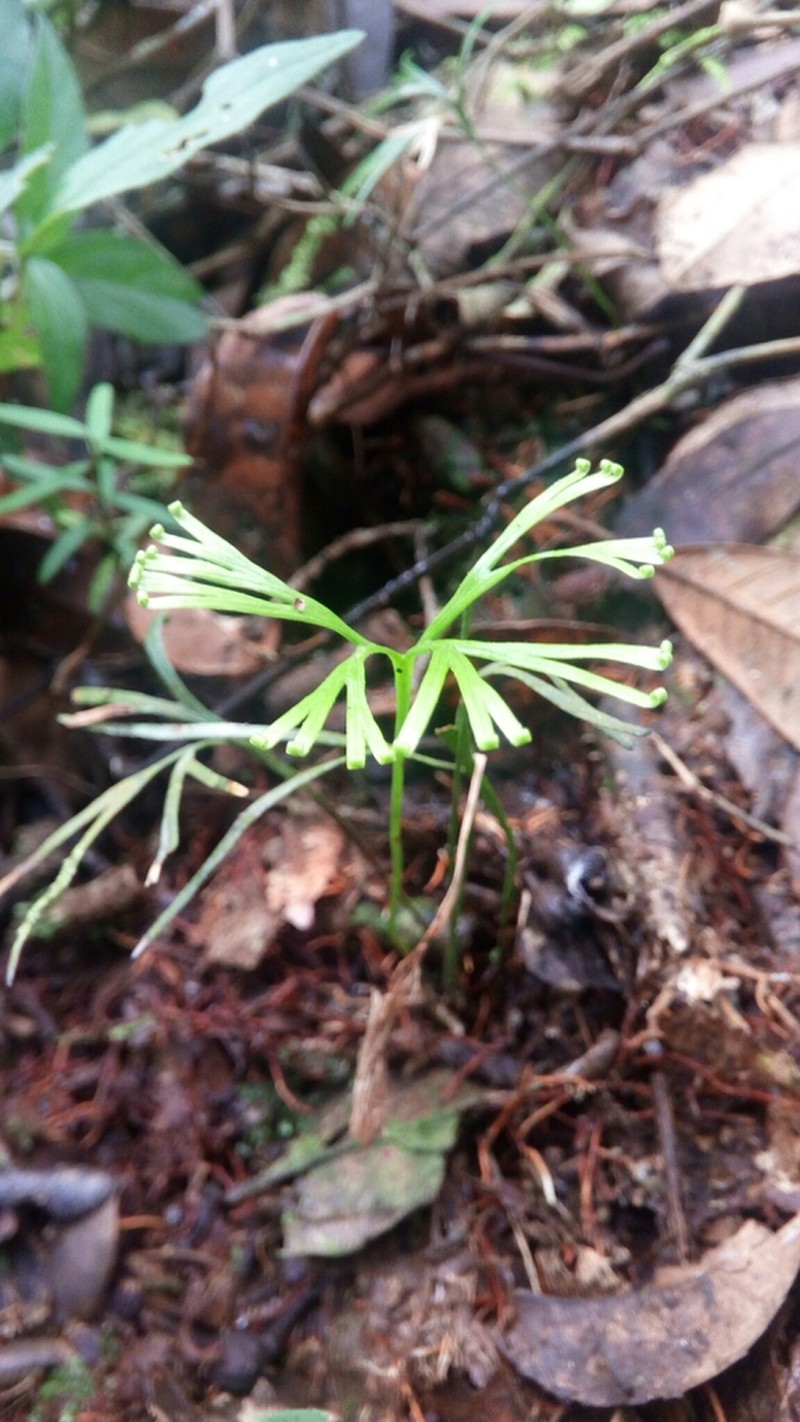 Schizaea medusa photo 8