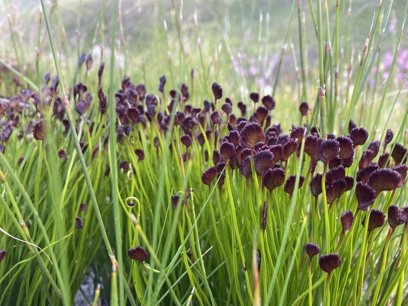 Schizaea pectinata