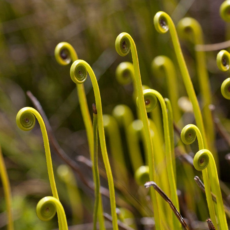 Schizaea pectinata photo 2