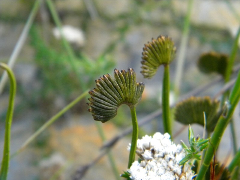 Schizaea pectinata photo 3
