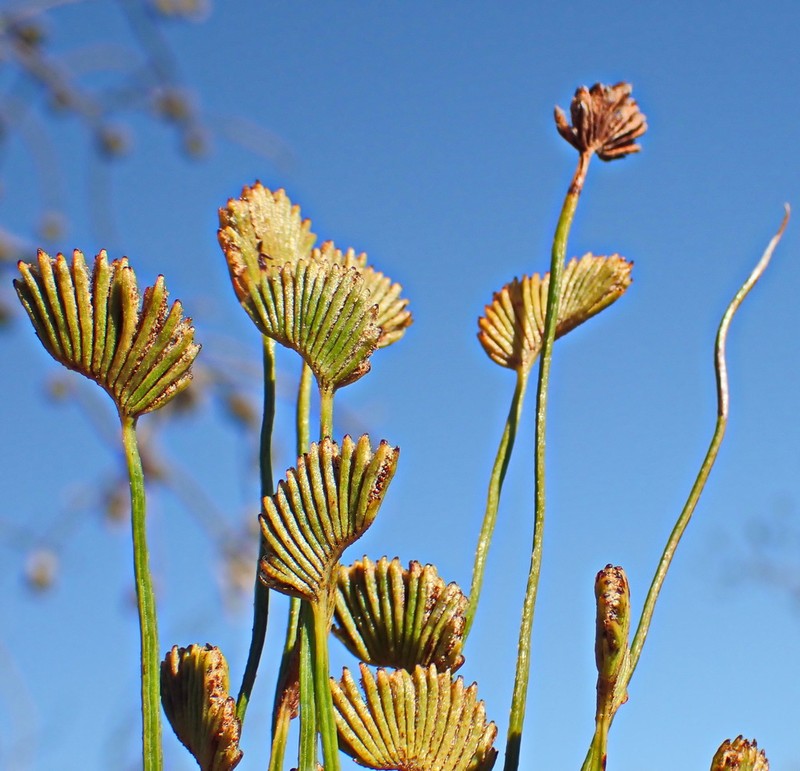Schizaea pectinata photo 4