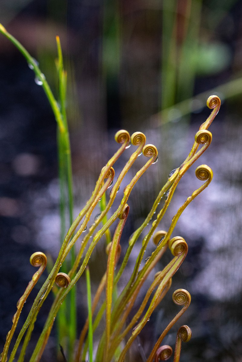 Schizaea pectinata photo 5