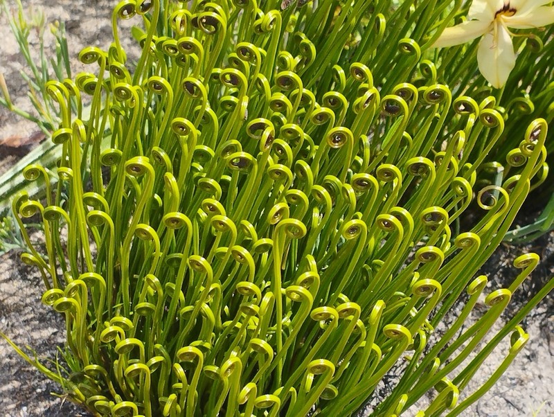 Schizaea pectinata photo 6