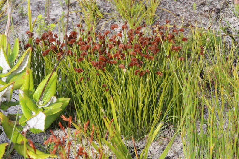 Schizaea pectinata photo 7