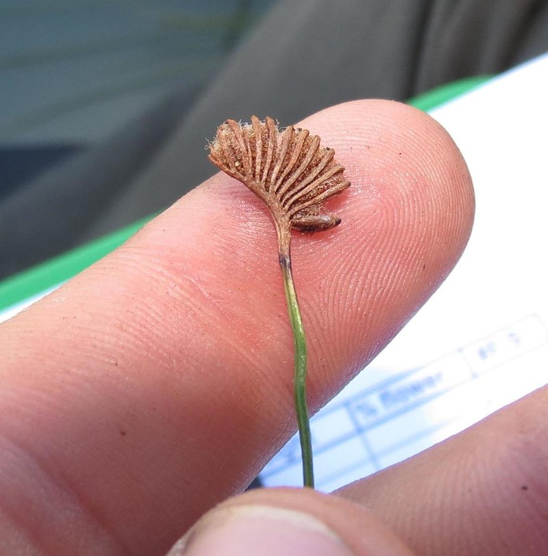 Schizaea pectinata photo 8