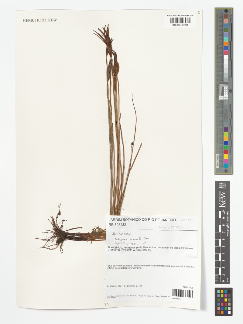 Ray Fern photo 3