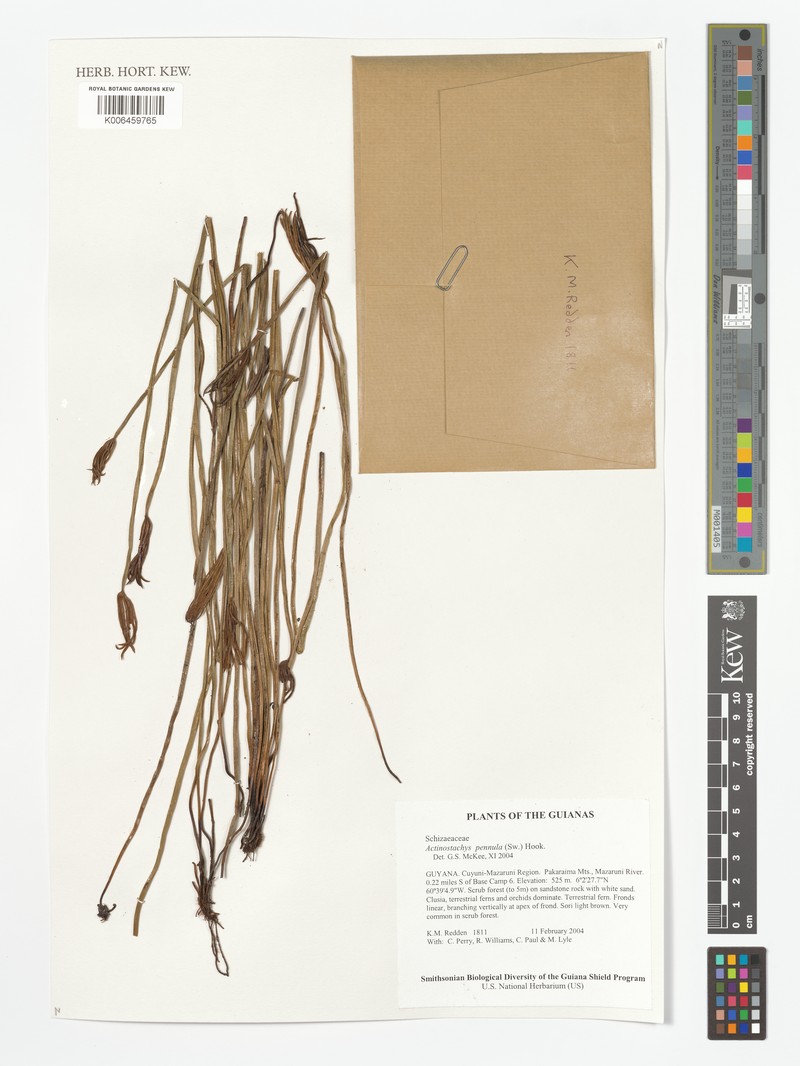 Ray Fern photo 5