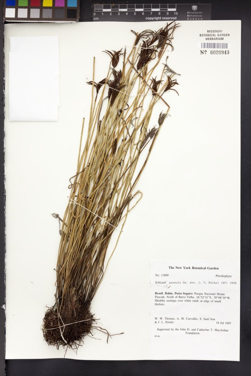 Ray Fern photo 6
