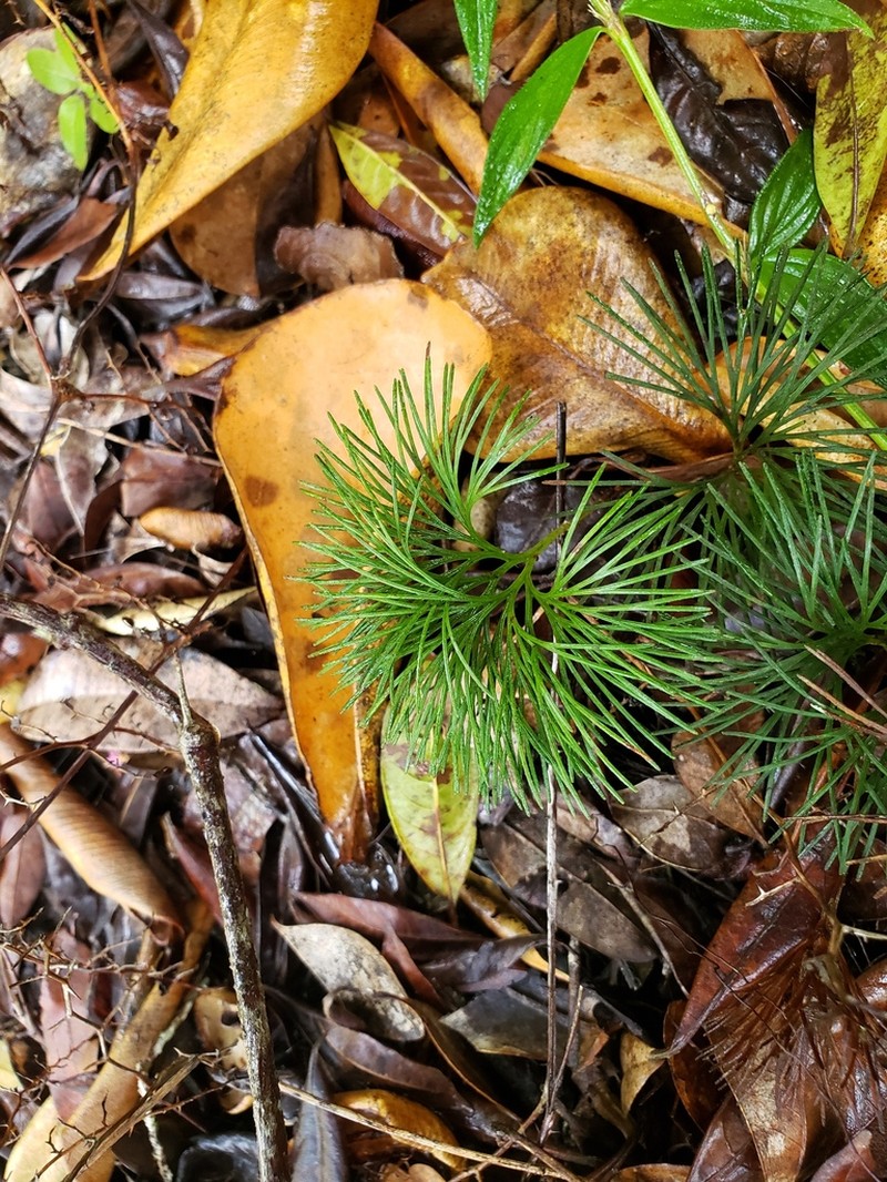 Epiphytic Curlygrass Fern