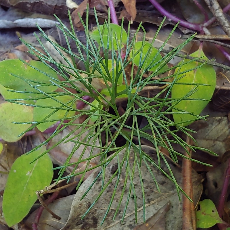 Epiphytic Curlygrass Fern photo 2