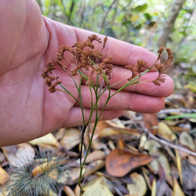Epiphytic Curlygrass Fern photo 3