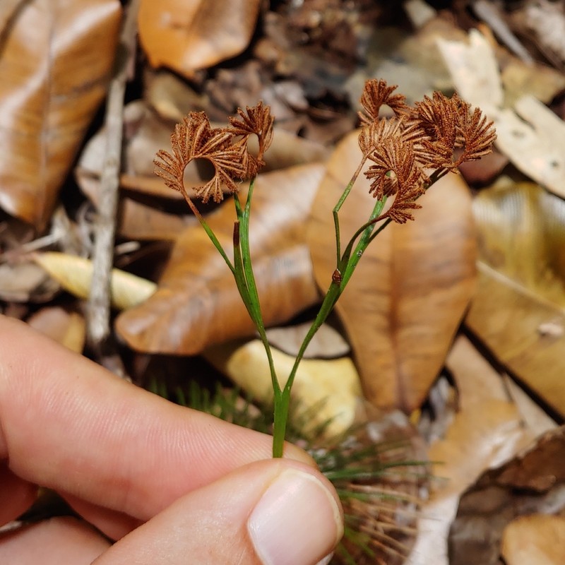 Epiphytic Curlygrass Fern photo 4