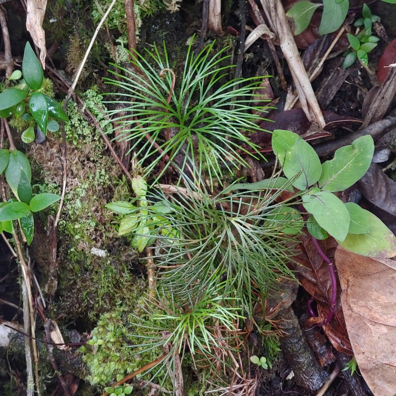 Epiphytic Curlygrass Fern photo 5
