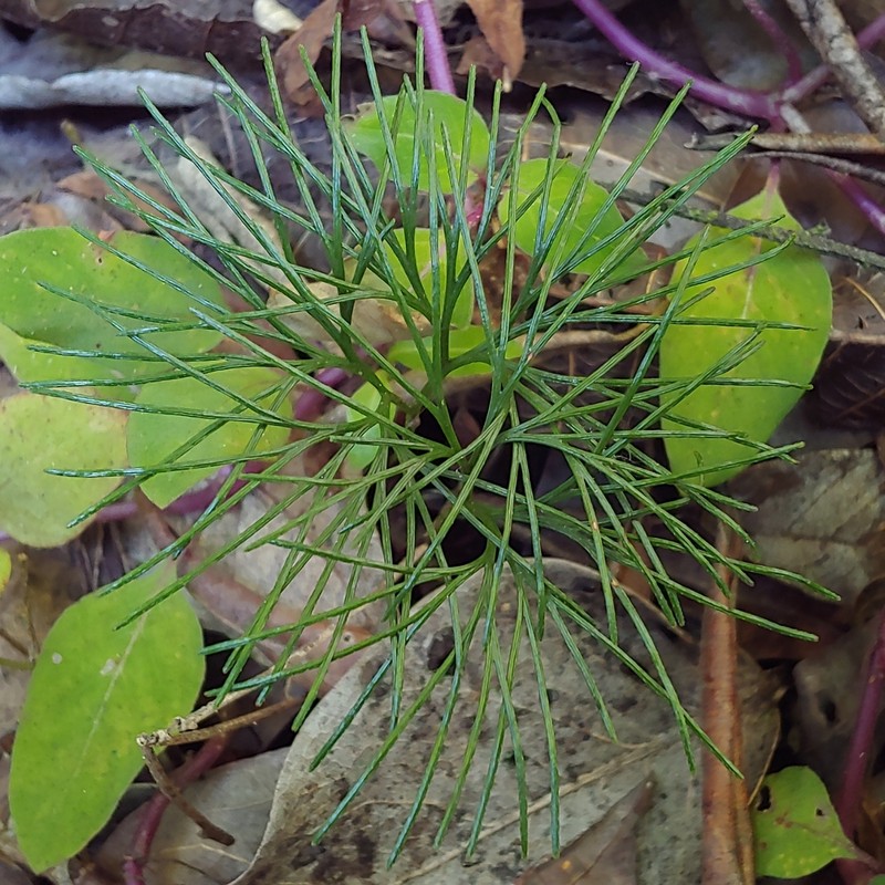 Epiphytic Curlygrass Fern photo 6