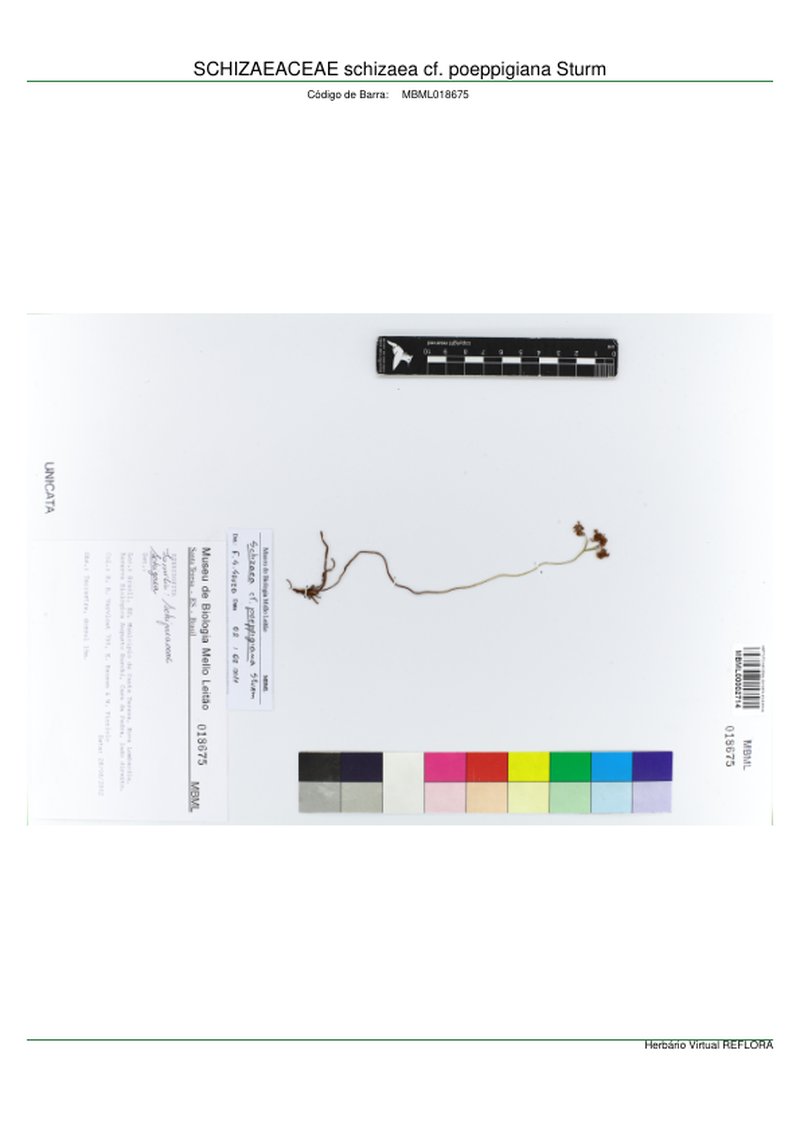 Epiphytic Curlygrass Fern