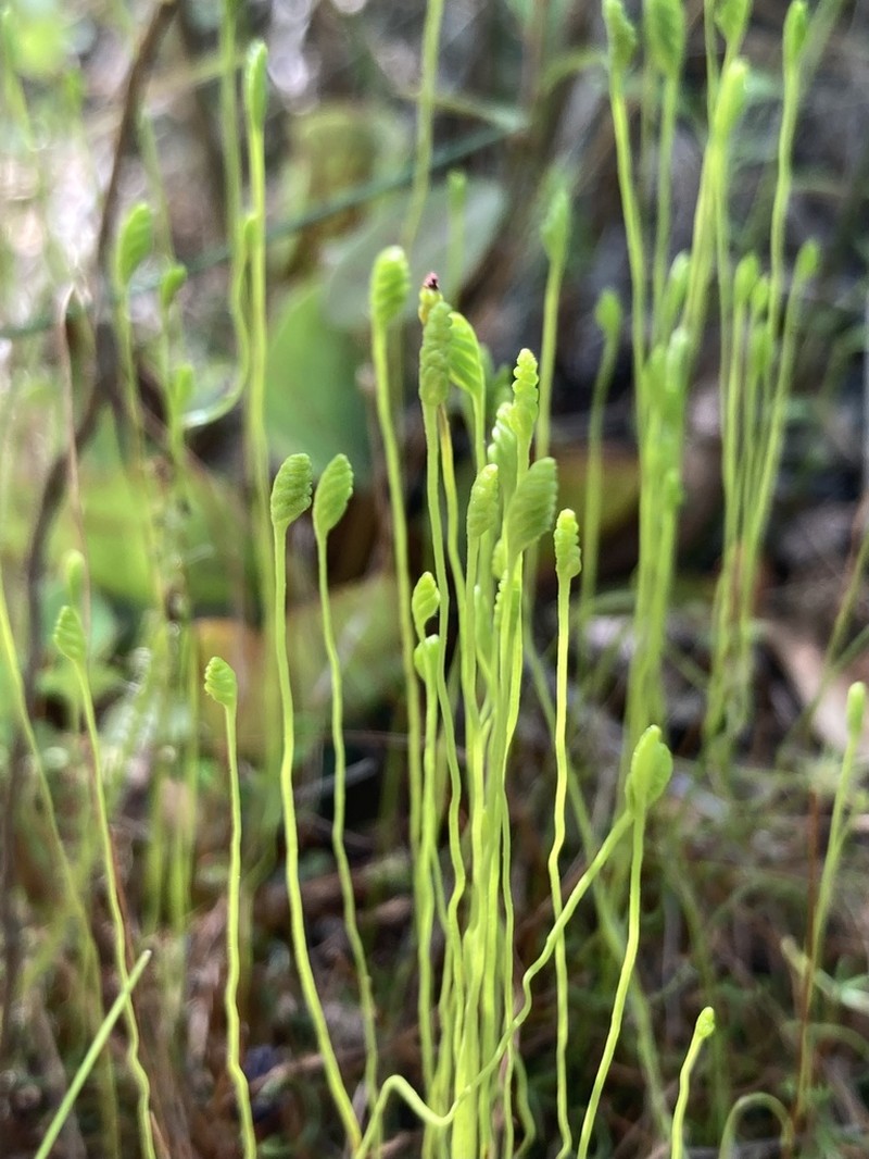 Little Curlygrass Fern photo 2