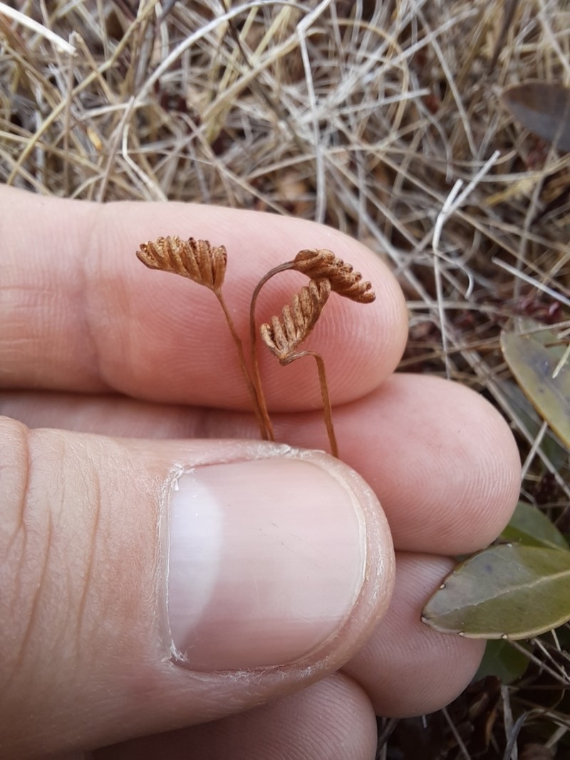 Little Curlygrass Fern photo 3