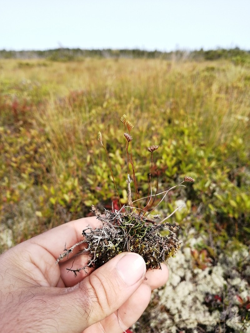 Little Curlygrass Fern photo 4