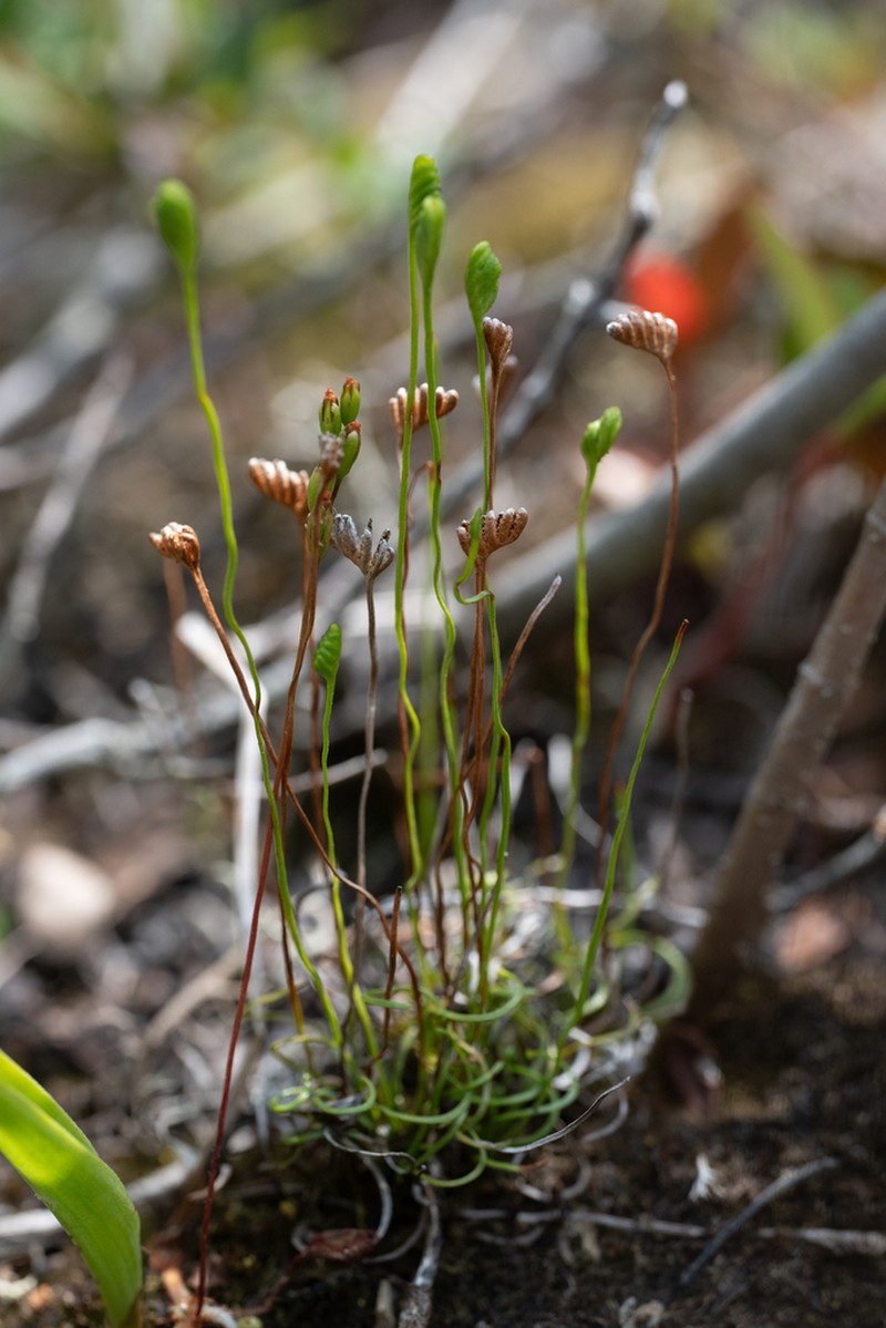 Little Curlygrass Fern photo 5