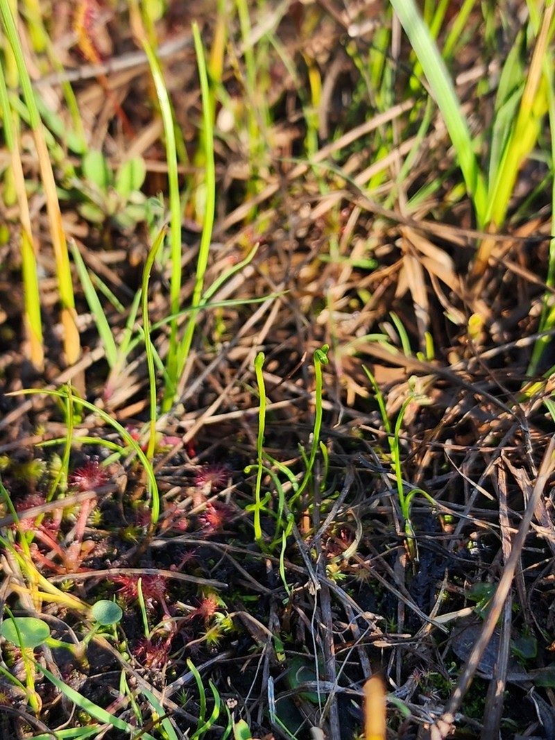 Little Curlygrass Fern photo 6