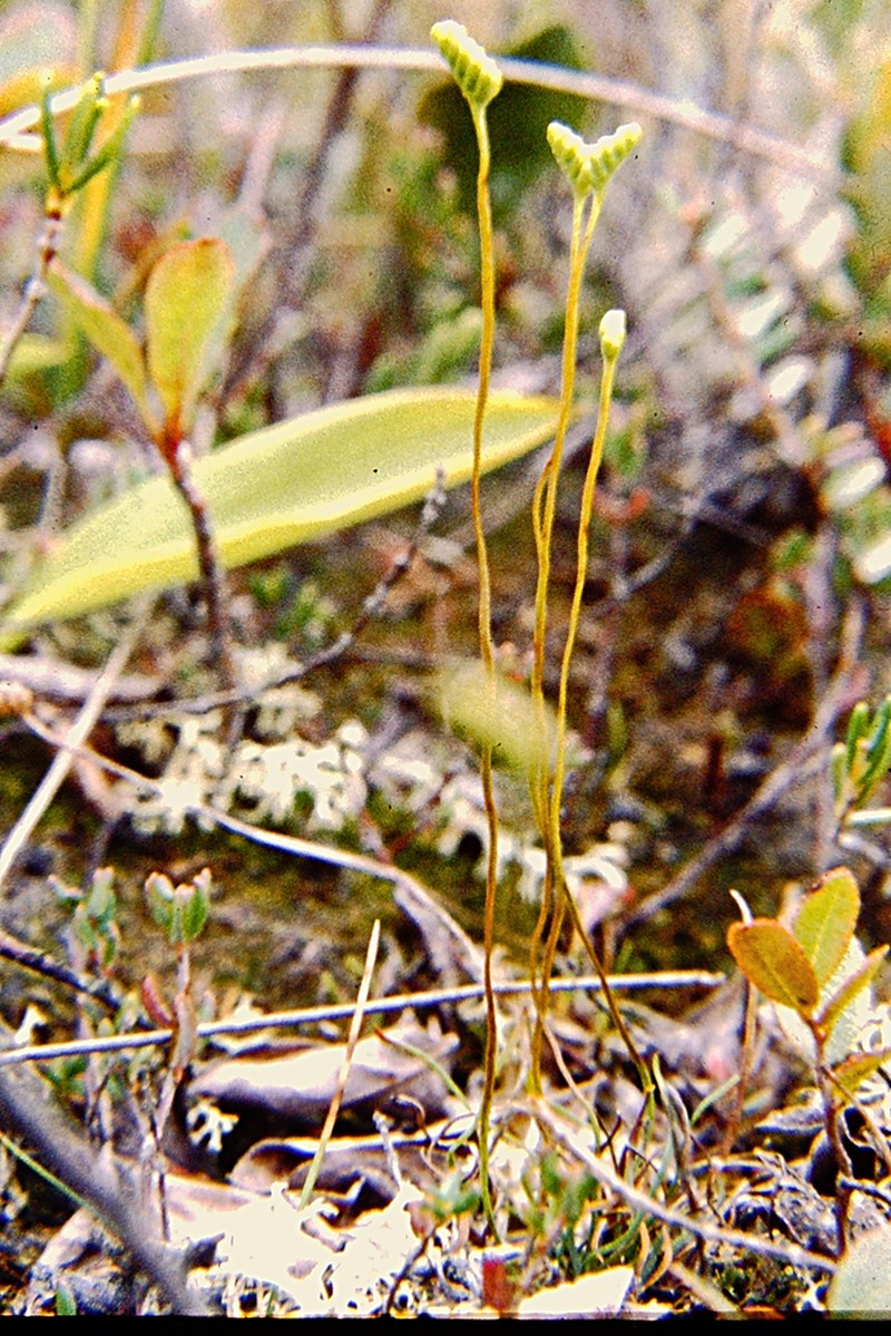 Little Curlygrass Fern photo 7
