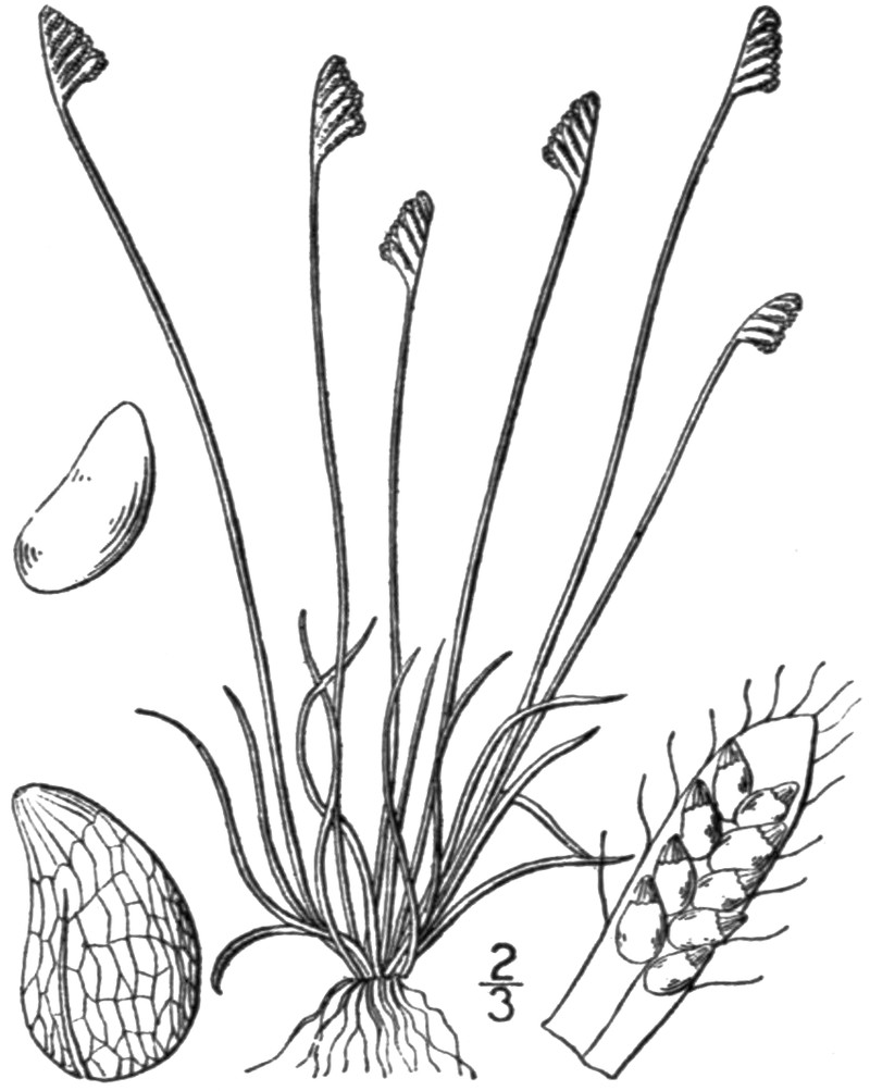 Little Curlygrass Fern