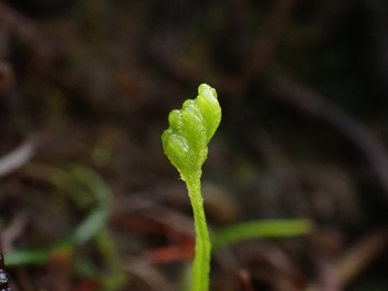 Robust Curlygrass Fern