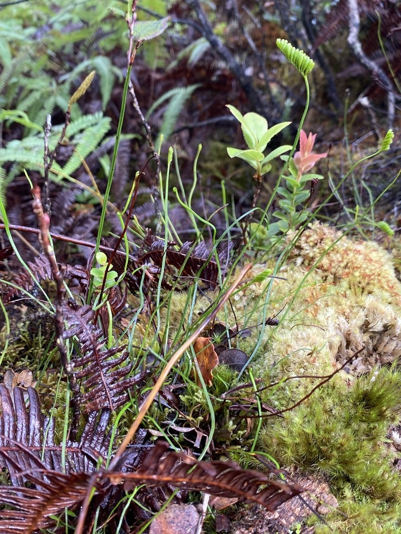 Robust Curlygrass Fern photo 2