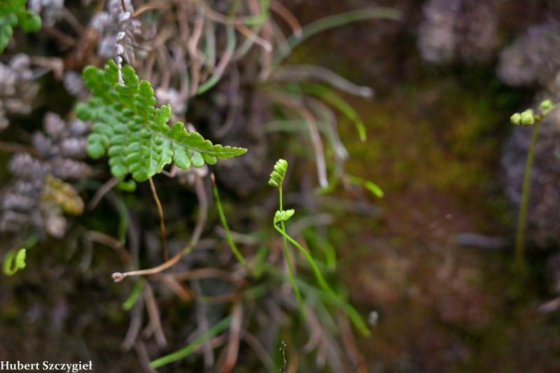 Robust Curlygrass Fern photo 3