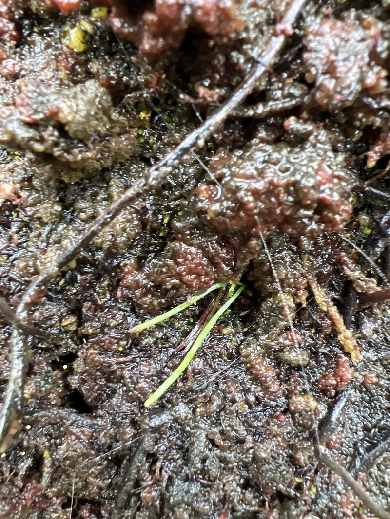 Robust Curlygrass Fern photo 4